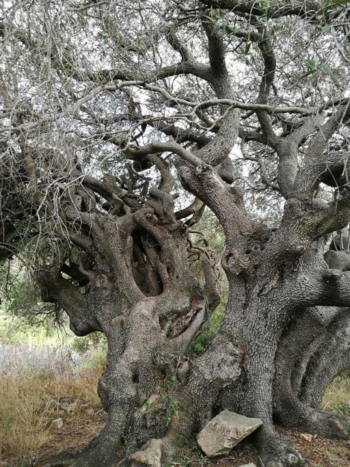 Appartamento L'Albero Magico Nella Campagna Gallurese 산타테레사의갈루라 외부 사진